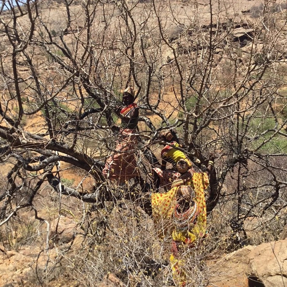 Samburu women in Kenya collect the naturally oozing resin, never cutting the tree.